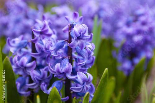 Fototapeta Naklejka Na Ścianę i Meble -  Blue flowers of Hyacinth