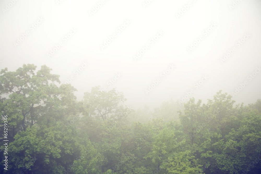 Foggy morning above the forest Foggy morning above the forest