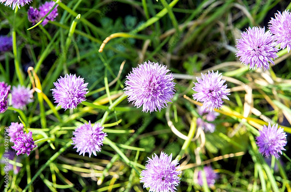 Fototapeta premium Chives in bloom