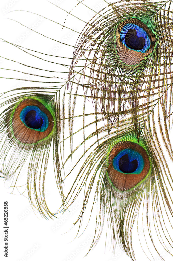 Naklejka premium Feather of peacock isolated on white background