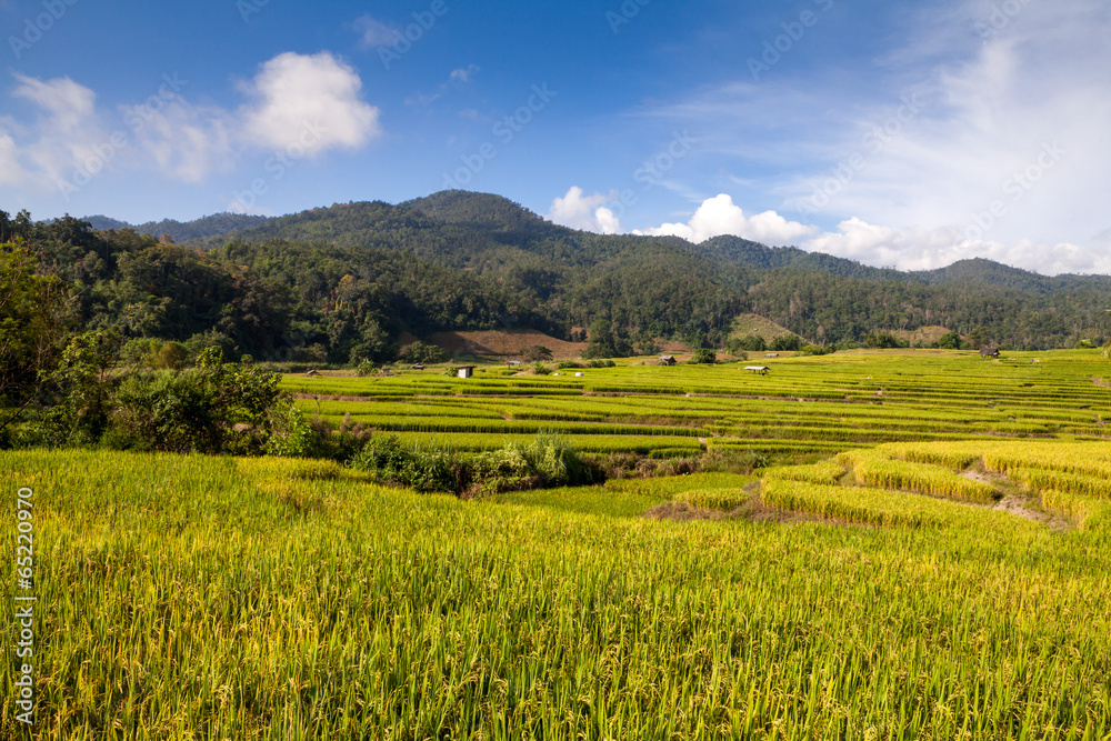 Green Terraced Rice Field in Chiangmai, Thailand