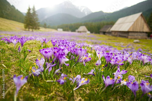 Spring meadow in mountains full of crocus flowers in bloom