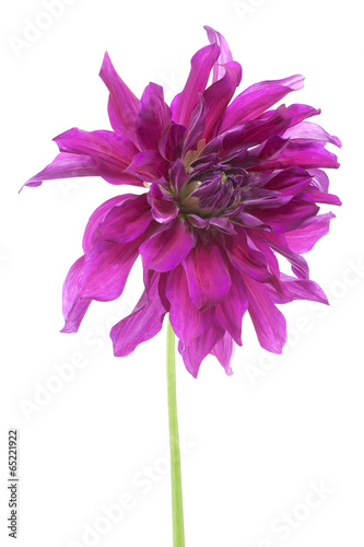 Fototapeta Naklejka Na Ścianę i Meble -  dahlia