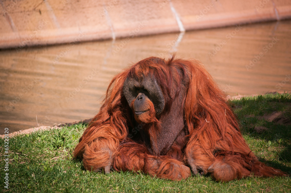 Obraz premium orangoutang in Lisbon Zoo