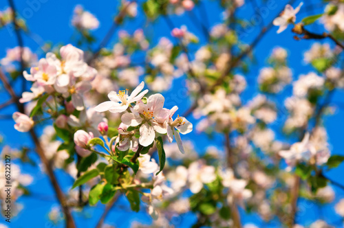 Apple flowers in full blossom during springtime