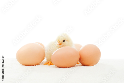 chicken and eggs on a white background