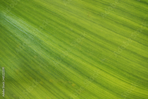 texture of  Water hyacinth's leaf ,top view © Ratana21