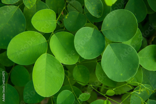 Siamese rosewood leaf