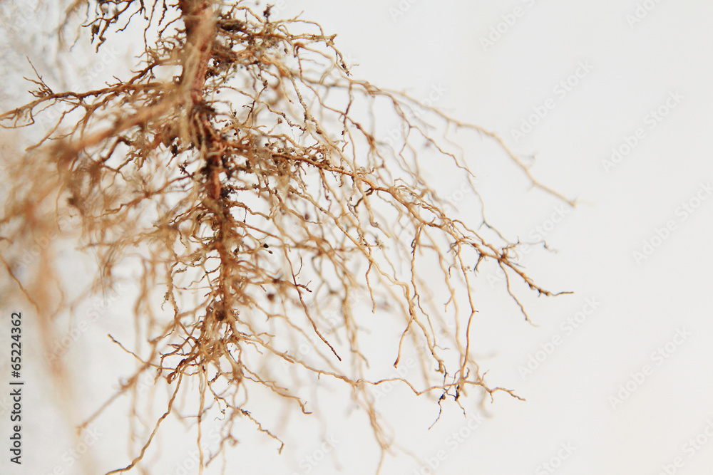 Obraz premium Roots tree