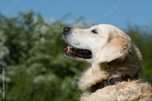 portrait eines hundes