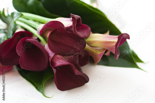 Fototapeta Naklejka Na Ścianę i Meble -  red calla