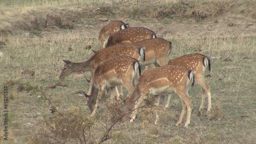Fallow Deer hinds in harem during rut in autumn mountain forest. Fallow Deer hinds in harem during rut in autumn mountain forest.