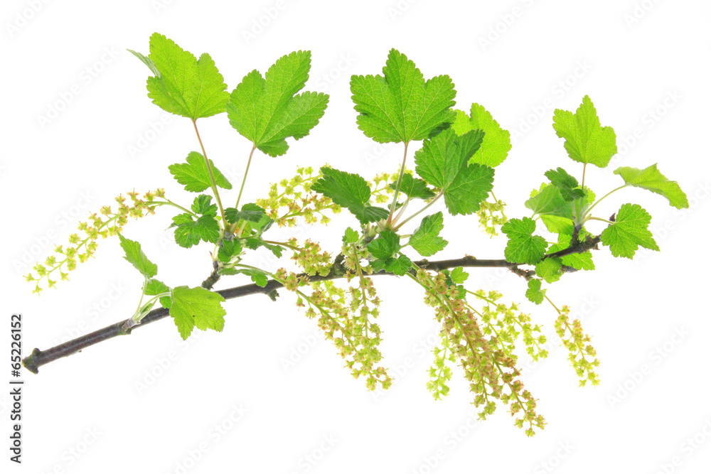 Blüten der Roten Johannisbeere Blüten der Roten Johannisbeere