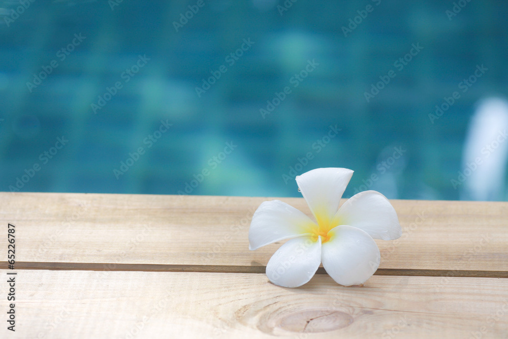 Plumeria Plumeria