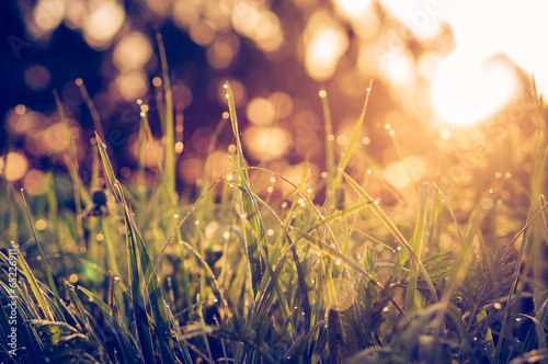 Green grass background macro