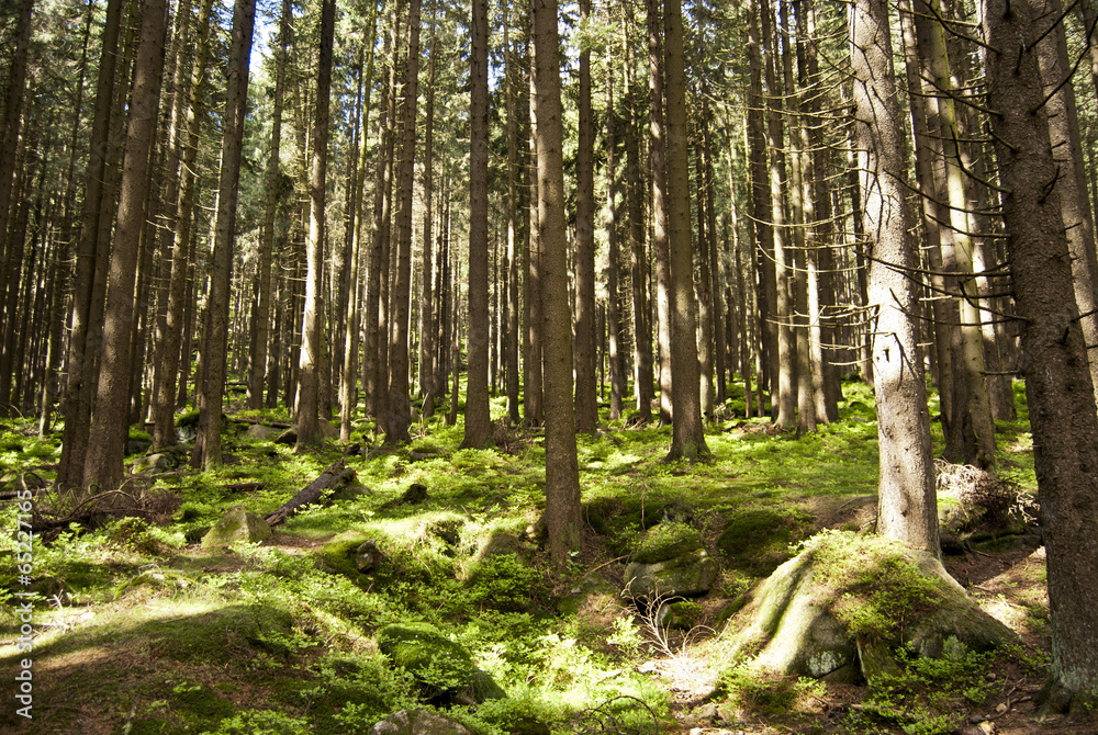 Obraz premium Wandern Harz 2