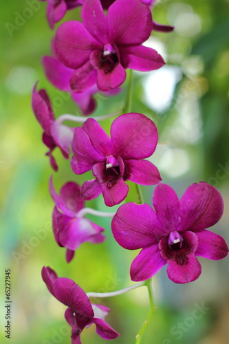 Pink purple orchid flower in nature