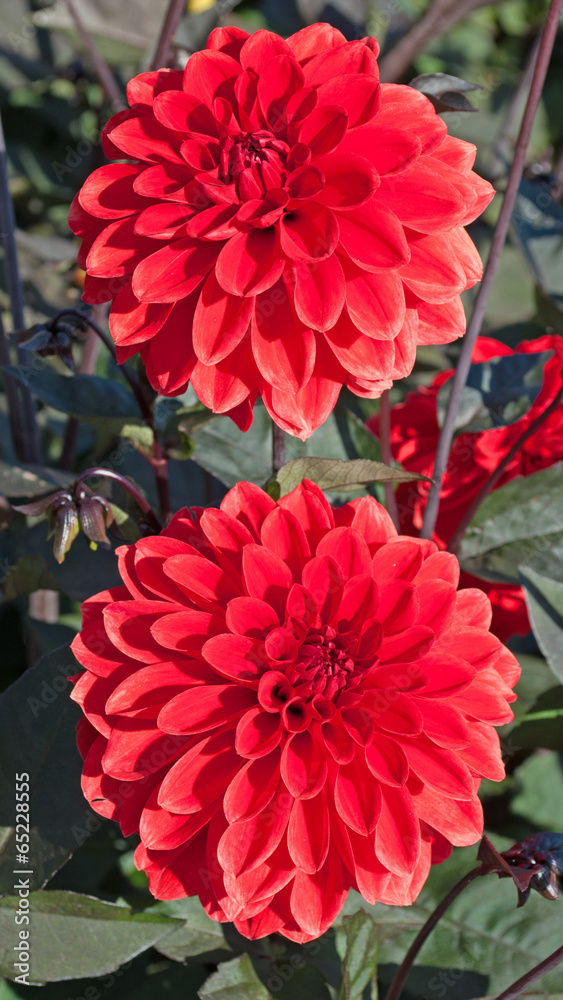 Dahlien Dahlien