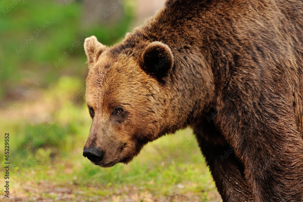 Brown bear portrait