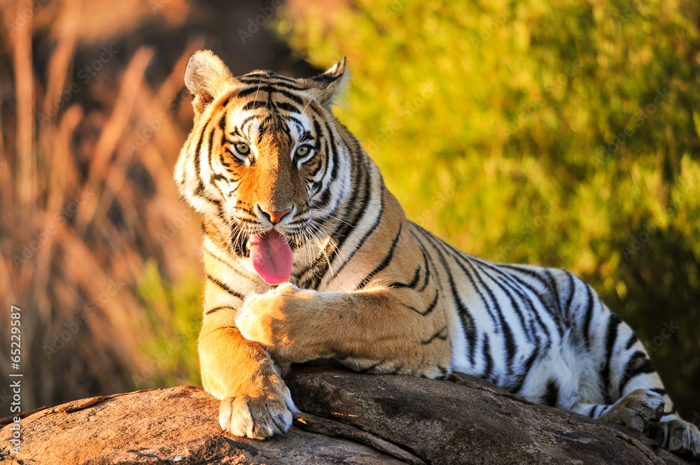 Fototapeta premium Portrait shot of a Bengal Tiger in the wild