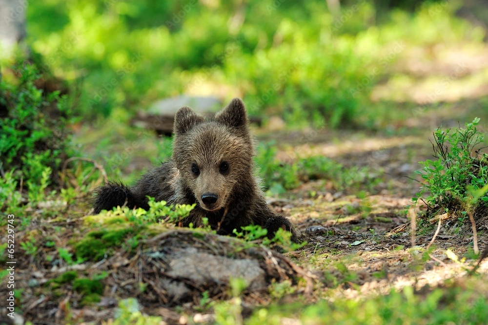 Brown bear cub resting in forest Brown bear cub resting in forest