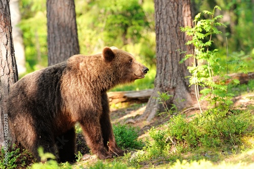 Brown bear in forest, scratching against a tree