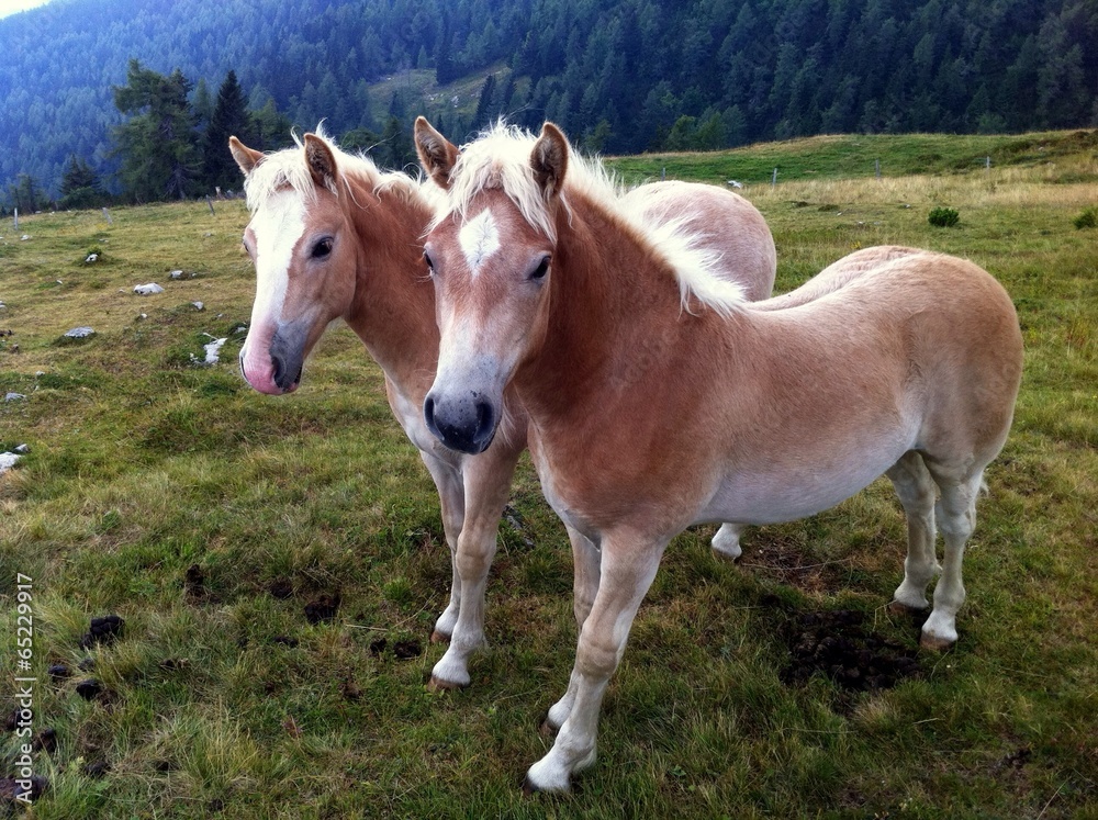 Horses Horses