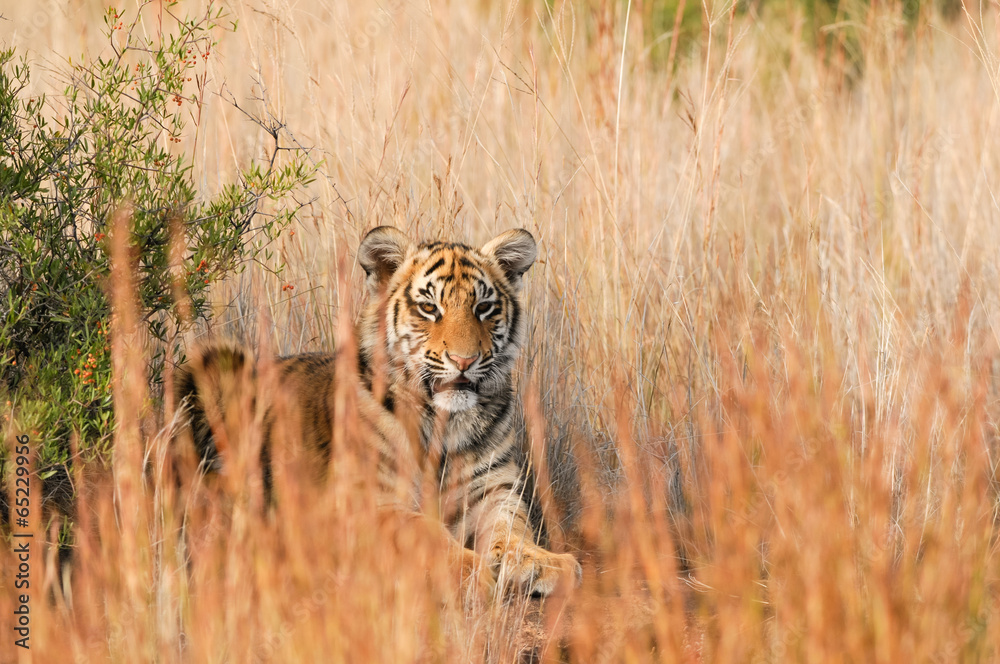 Obraz premium Portrait of a tiger