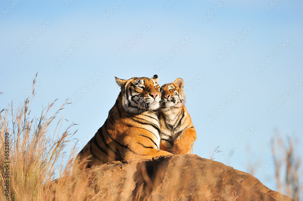 Naklejka premium An affectionate moment between a Bengal Tiger and her cub
