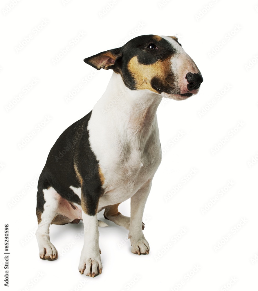 Bull Terrier dog on white background