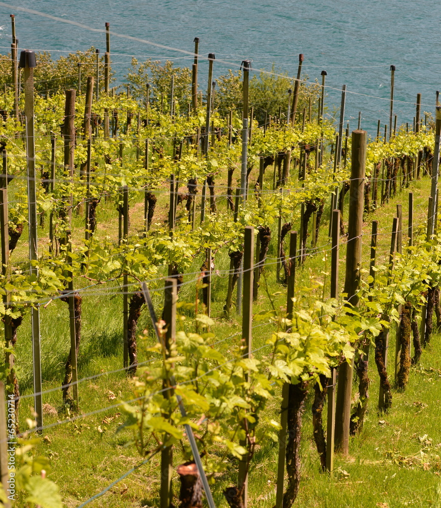 viticulture suisse