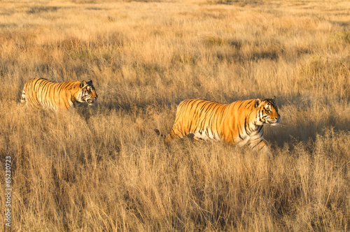 Pair of tigers on patrol in their territory photo