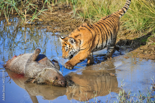 A young tiger reaching out for its meal