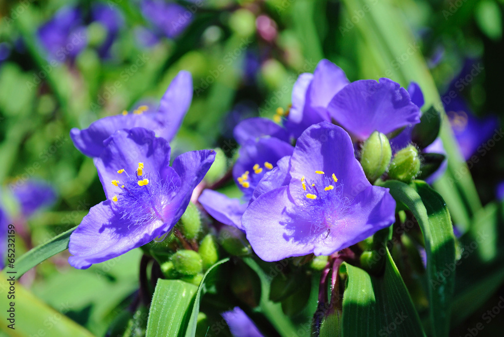 Красиві фіолетові квіти крупним пл