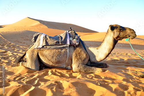 Camel rest in the sand