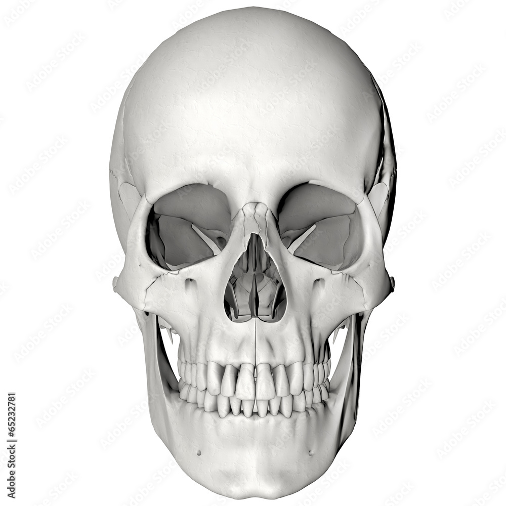 Череп вид сбоку анатомия. Череп вид сбоку анатомия с обозначениями. Кости черепа анатомия атлас. Кости черепа сбоку. Где находится череп у человека.