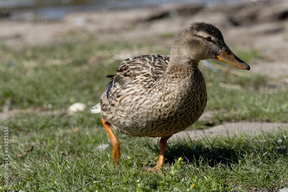 duck duck
