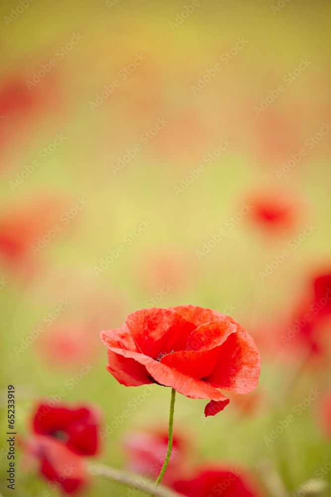Fototapeta premium Red poppies blooming in the wild meadow