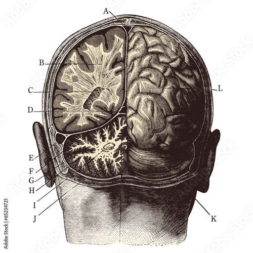 Le Cerveau