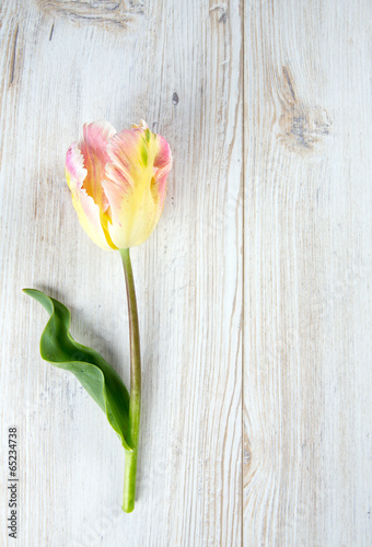 Fototapeta Naklejka Na Ścianę i Meble -  beautiful spring tulips