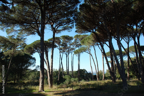 la pinède de Porquerolles