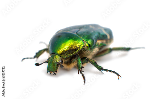 green beetle © ksena32