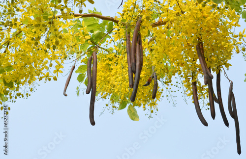 Golden shower flowers or Cassia fistula Linn.