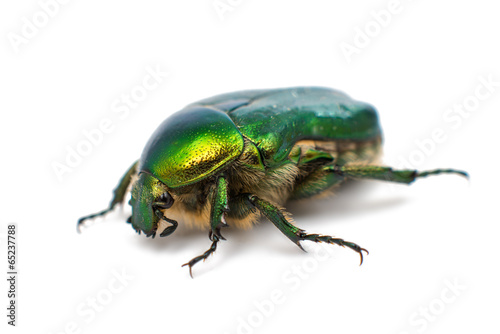 green beetle © ksena32