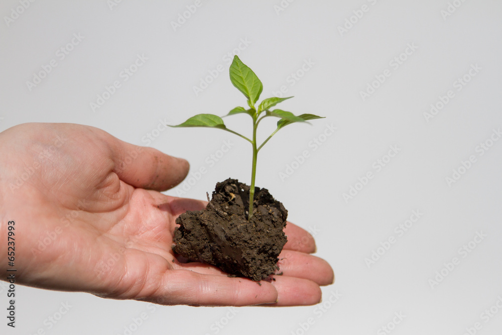 young shoots of the plant in hand with land