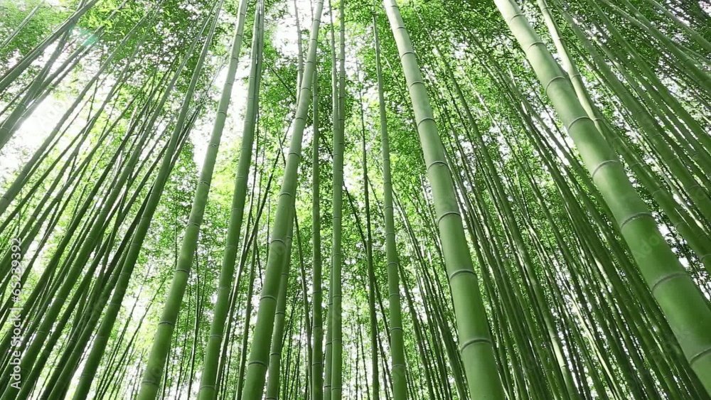 竹林 竹林