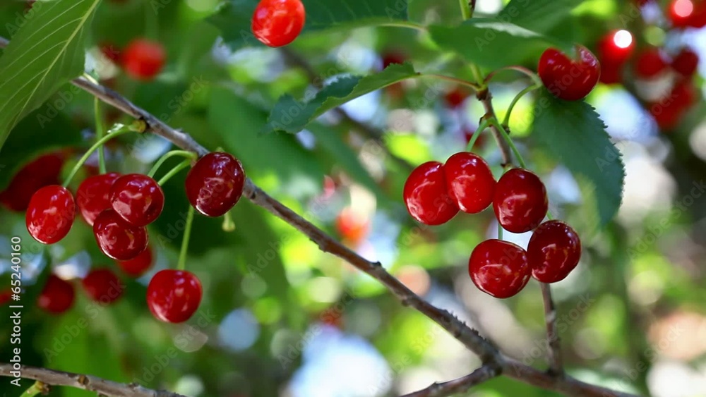 Closeup of red cherry fruit at tree branch Closeup of red cherry fruit at tree branch