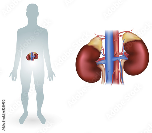 Human kidneys detailed anatomy diagram