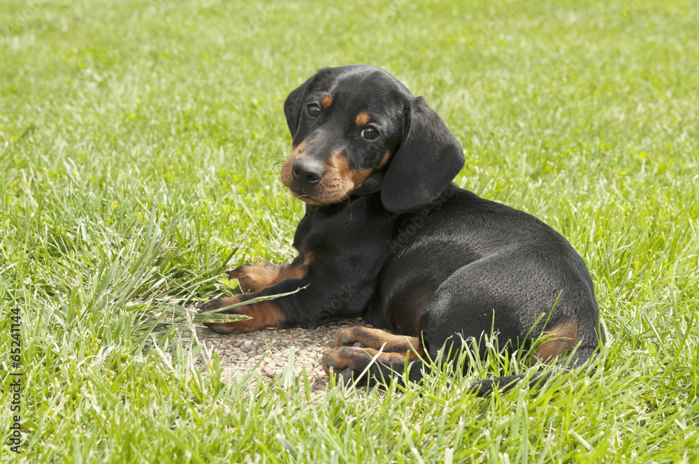 Dachshund puppy in the garden