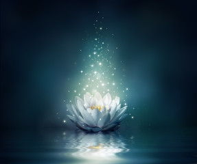 Papier peint photo Fleur de lotus Nénuphar féerique sur l'eau calme  © Romolo Tavani